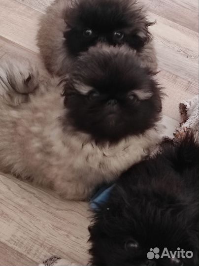 Щенки пекинеса