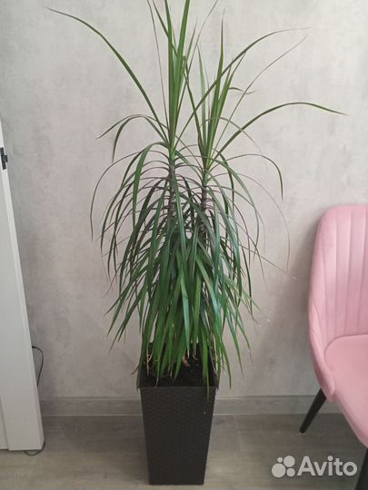 Пальма драцена Маргината