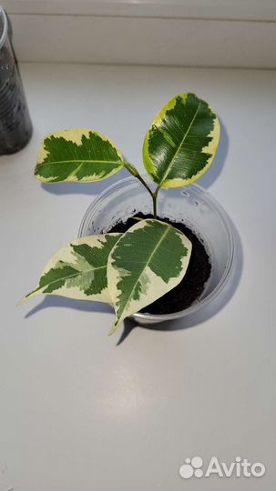 Фикус бенджамина пестролистный