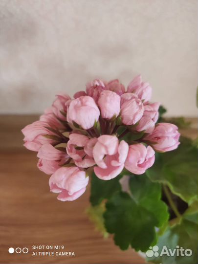 Герань тюльпановидная