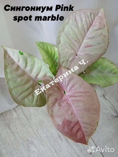 Сингониум Пинк спот марбл,филодендроны,монстера