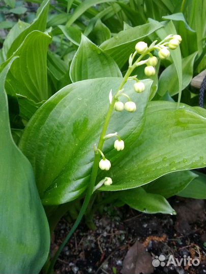 Саженцы сливы, флоксы и садовые ландыши