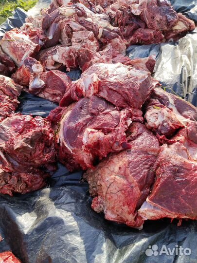 Мясо говядина для собак