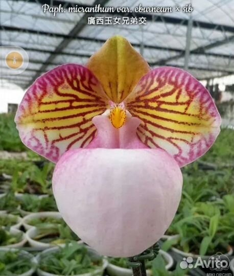 Пафиопедилум Micranthum var.eburneum x sib
