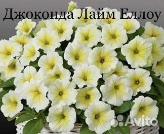 Пеларгонии