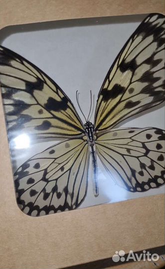 Продам бабочек