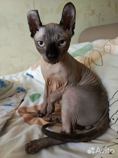 Сфинкс эльф котёнок