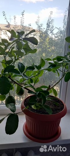 Комнатные растения