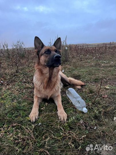 Щенки немецкой овчарки