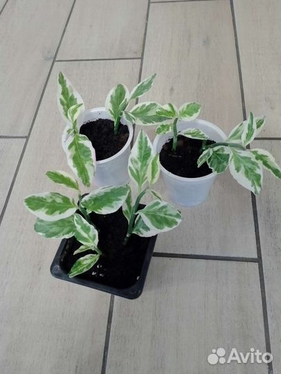 Педилантус