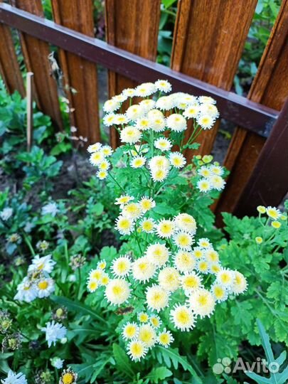 Многолетние цветы для сада2