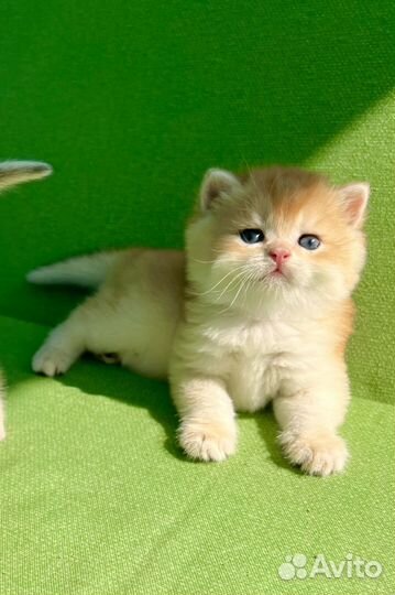 Британские золотые шиншиллы