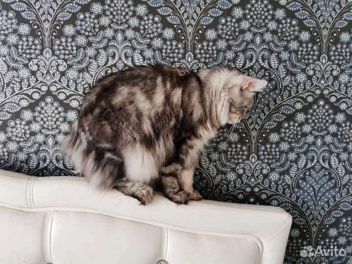 Кошки курильский бобтейл