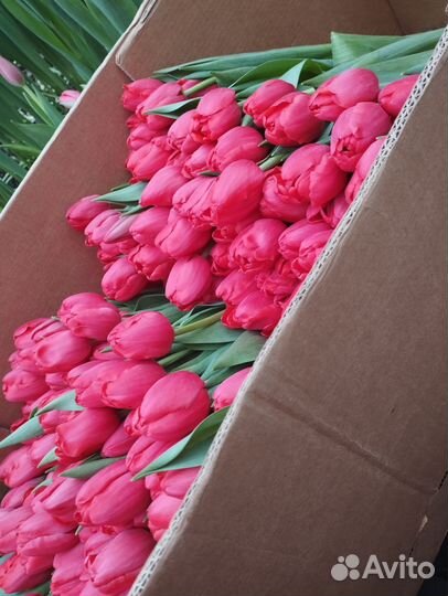 Тюльпаны к 8 марта оптом