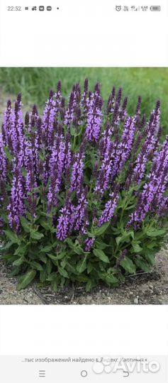 Тимьян, шалфей, мята, мелисса