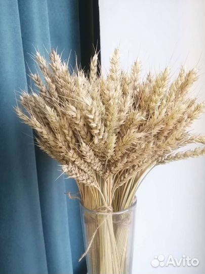 Пшеница сухоцвет колоски для декора