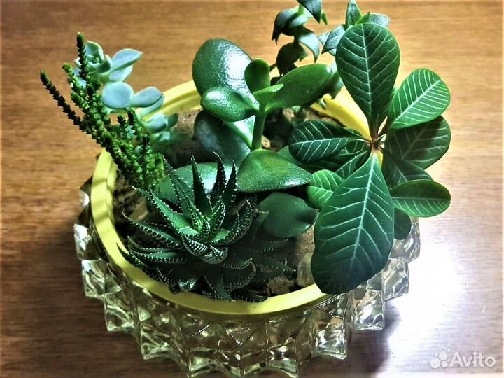 Садик из суккулентов 7 видов