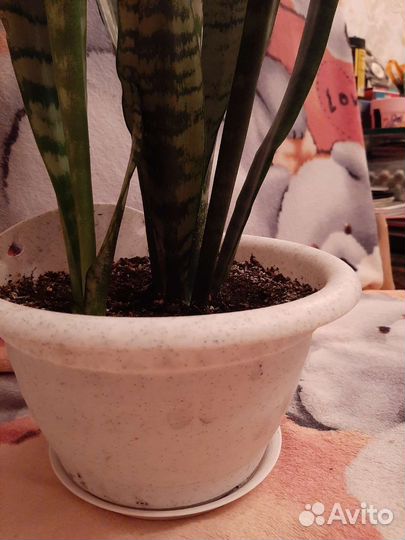 Сансевиерия