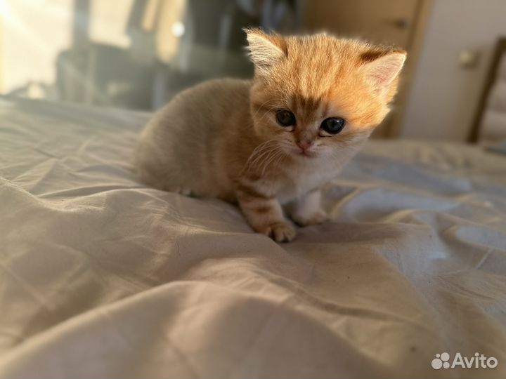 Золотая британская шиншилла ny 12 ny 22 ny 23