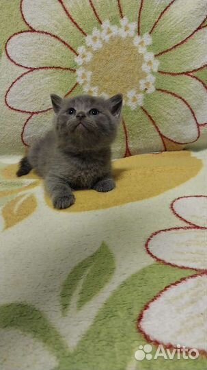 Шотландские вислоухие котята