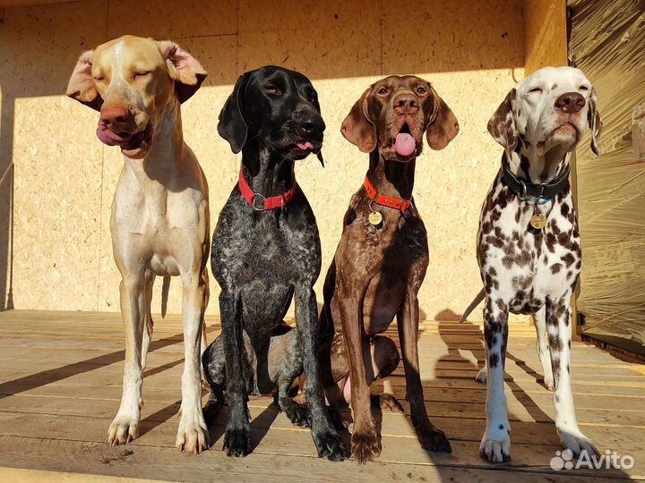 Передержка собак