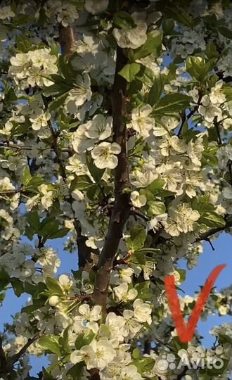 Калина, калина бульдонеж, сладкий тёрн