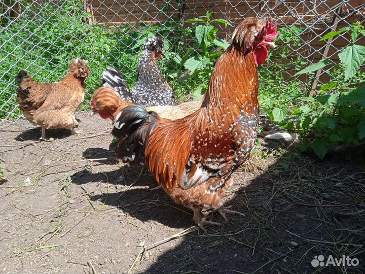 Курочки семьями. Цветной броль