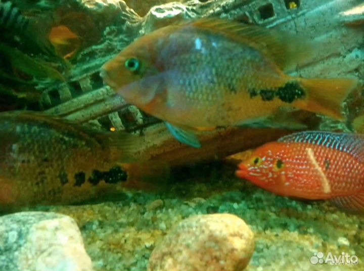 Цихлазома Вьеха Радужная (Vieja synspilum)