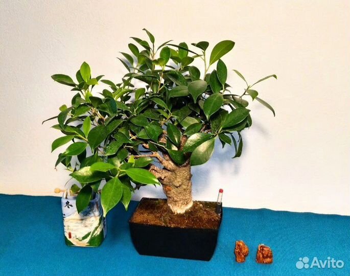 Бонсай подарочный