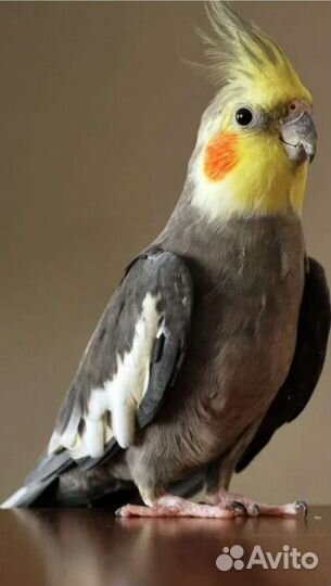 Попугай корелла