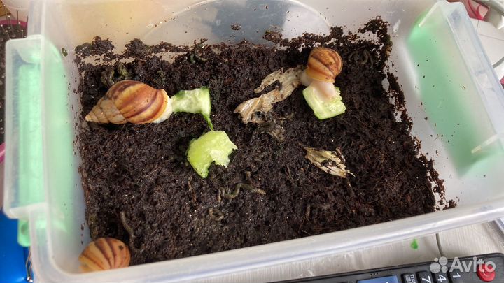 Улитки ахатины