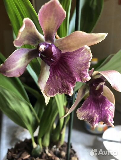 Орхидея зигопеталум