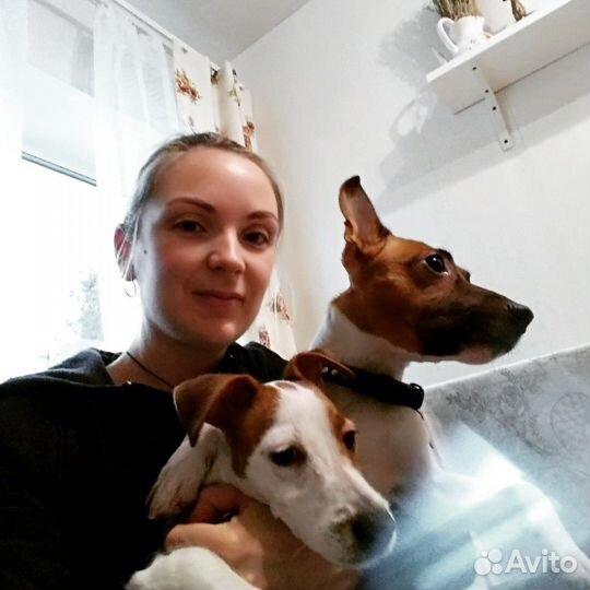 Передержка домашних животных (кошек, собак и др.)