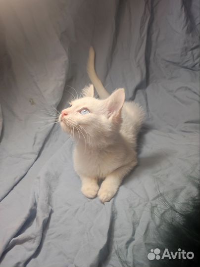 Котёнок в надёжные руки)