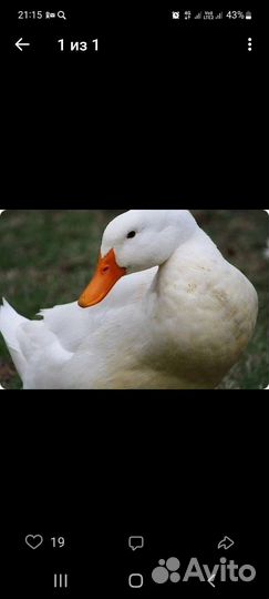 Мясо домашней уточки,гуся