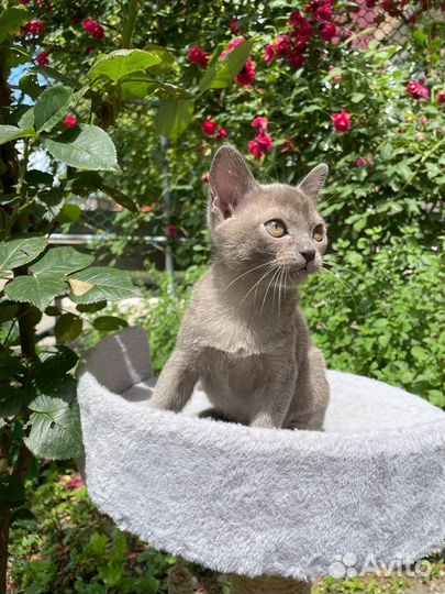 Бурманские котята