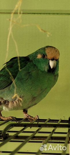 Попугай какарик