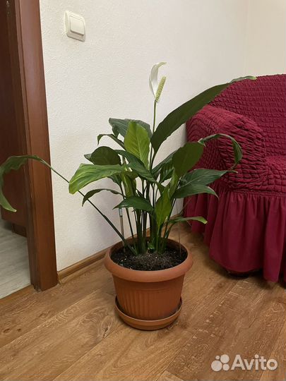 Спатифиллум