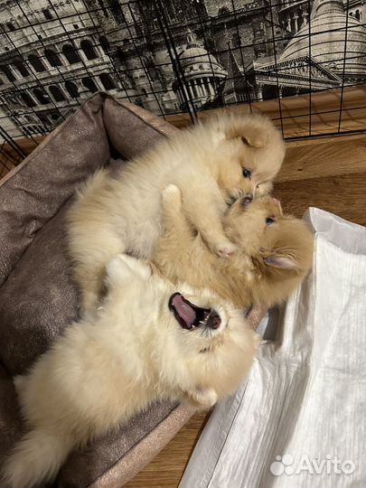 Померанский шпиц