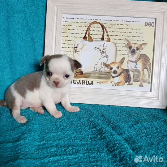 Девочка и мальчик чихуахуа