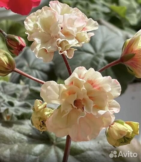 Пеларгония герань Алиенора Аквитанская, Профитроль