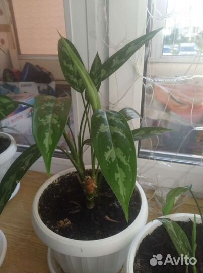 Комнатные растения