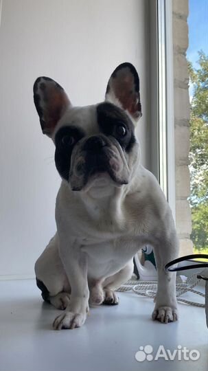 Французский бульдог щенки