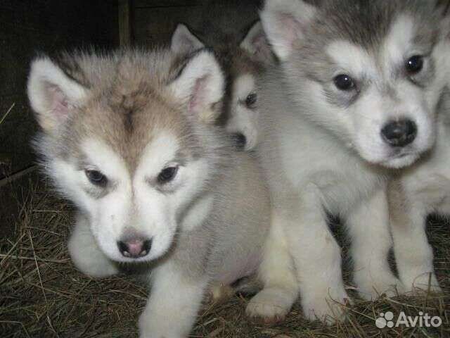 Много щенков