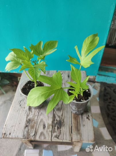 Ипомея батат