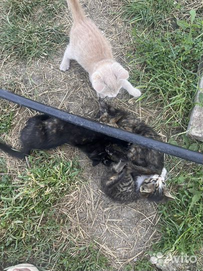 Отдам в хорошие руки котят бесплатно
