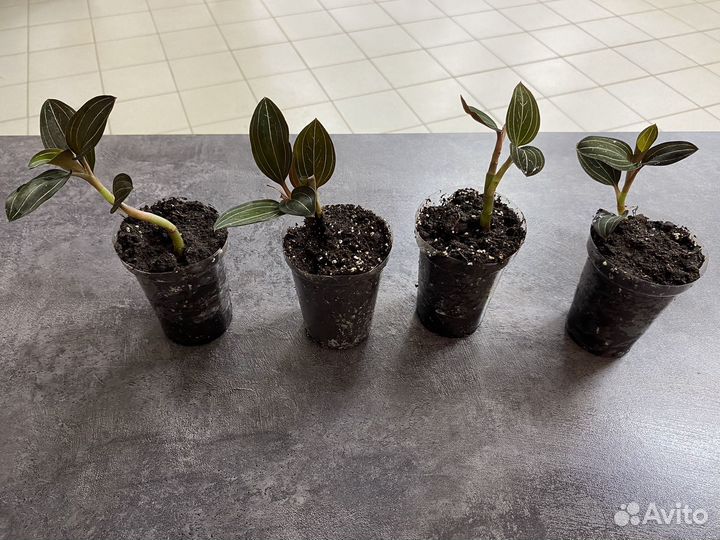 Орхидея лудизия