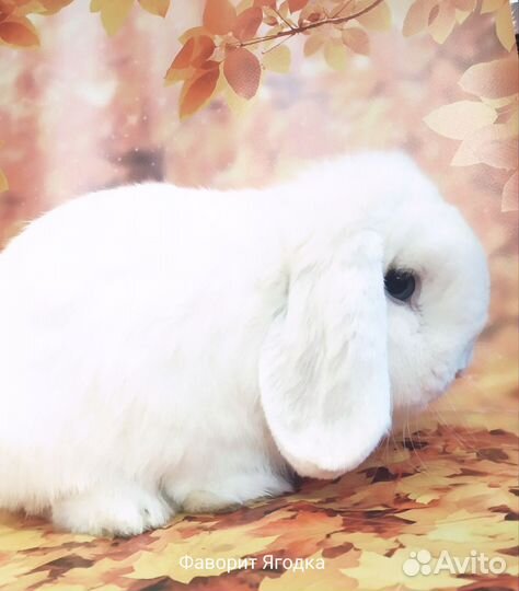 Кролики самые лучшие И красивые привиты ручные