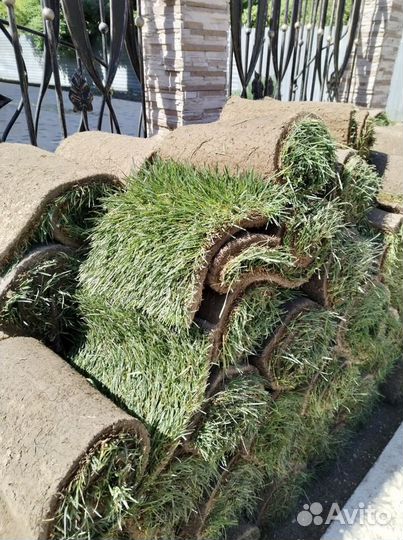 Газон Рулонный (Городской \Элит \Спортивный)