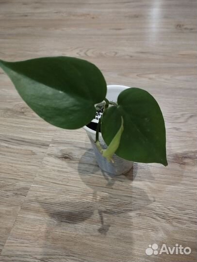 Филодендрон,эпипремнум